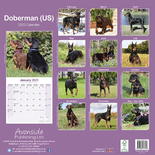 Dobermann US Calendar 2023 (Square) | Dogs Naturally